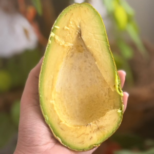 Aguacate