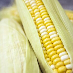 Fresh Corn on the Cob