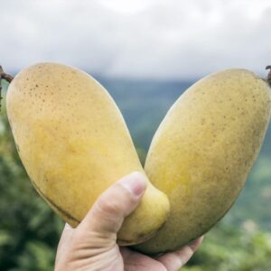 Fresh Mangoes