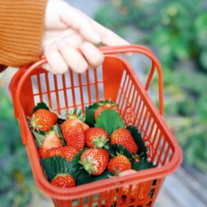 Fresh Strawberries